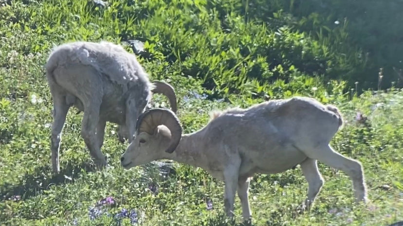 Elevate Your Wildlife Observation