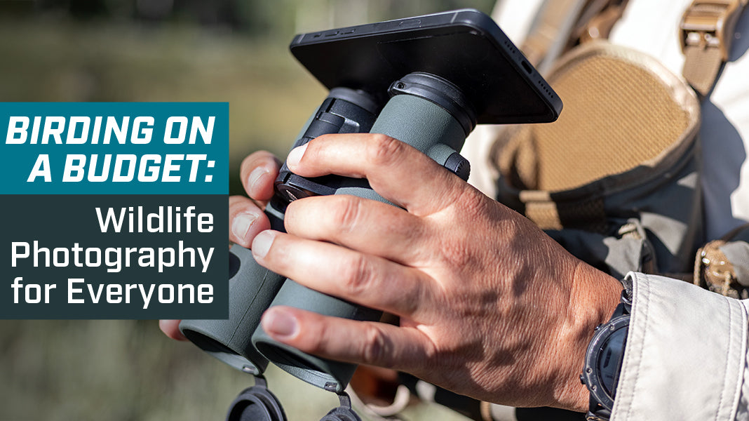 birding on a budget: wildlife photography for everyone