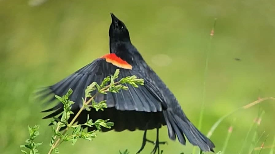 Compliment Your Birding Experience