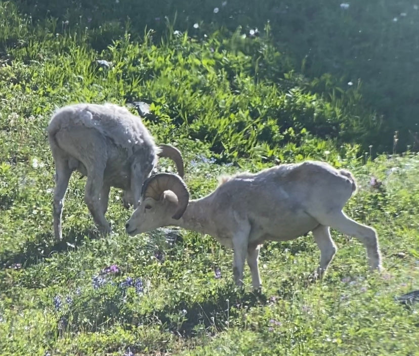 Elevate Your Wildlife Observation
