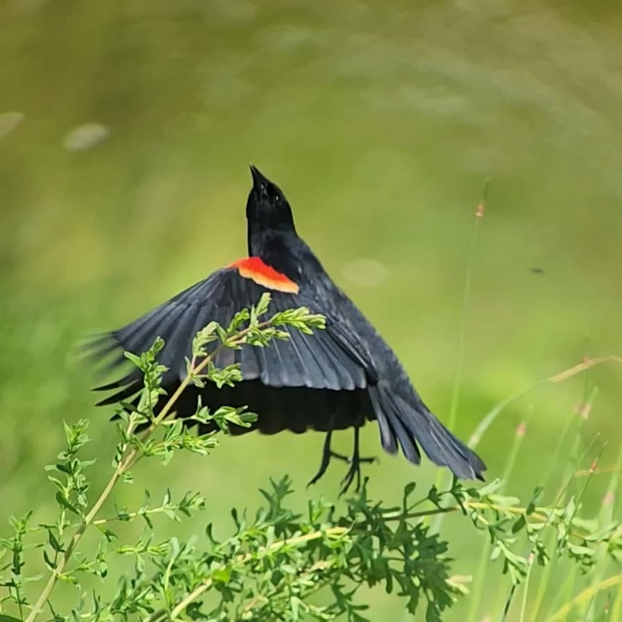 Compliment Your Birding Experience