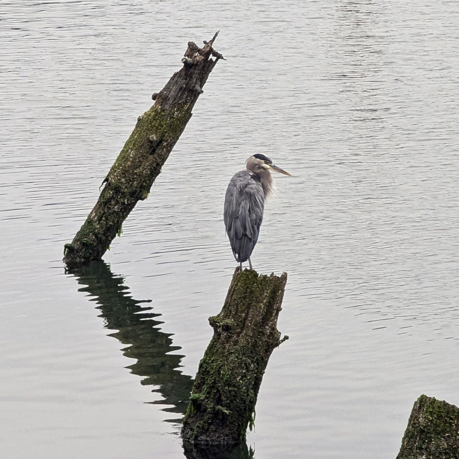 Gray heron standing on a submerged tree stump in a body of water.