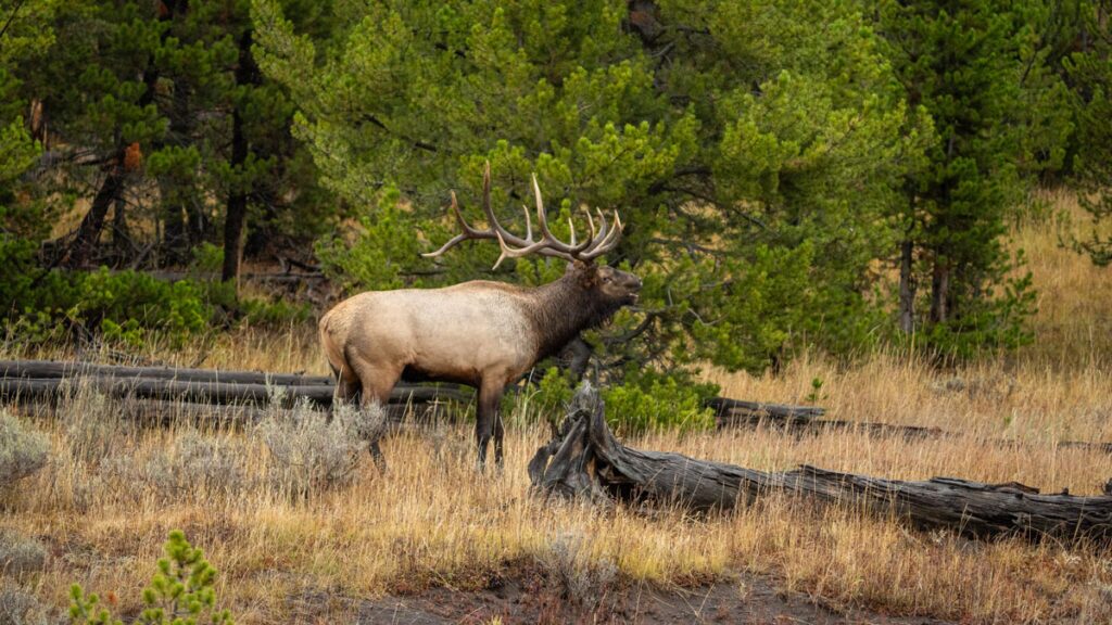 bull elk captured using magview digiscoping adaptor
