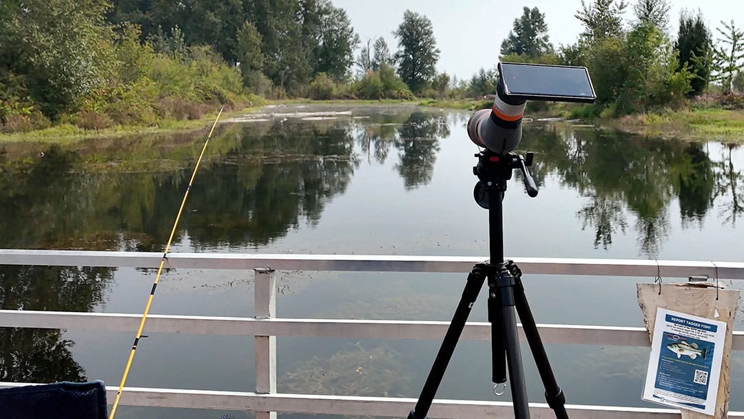 Digiscoping while fishing. Spotting scope with cameraphone and a fishing pole.