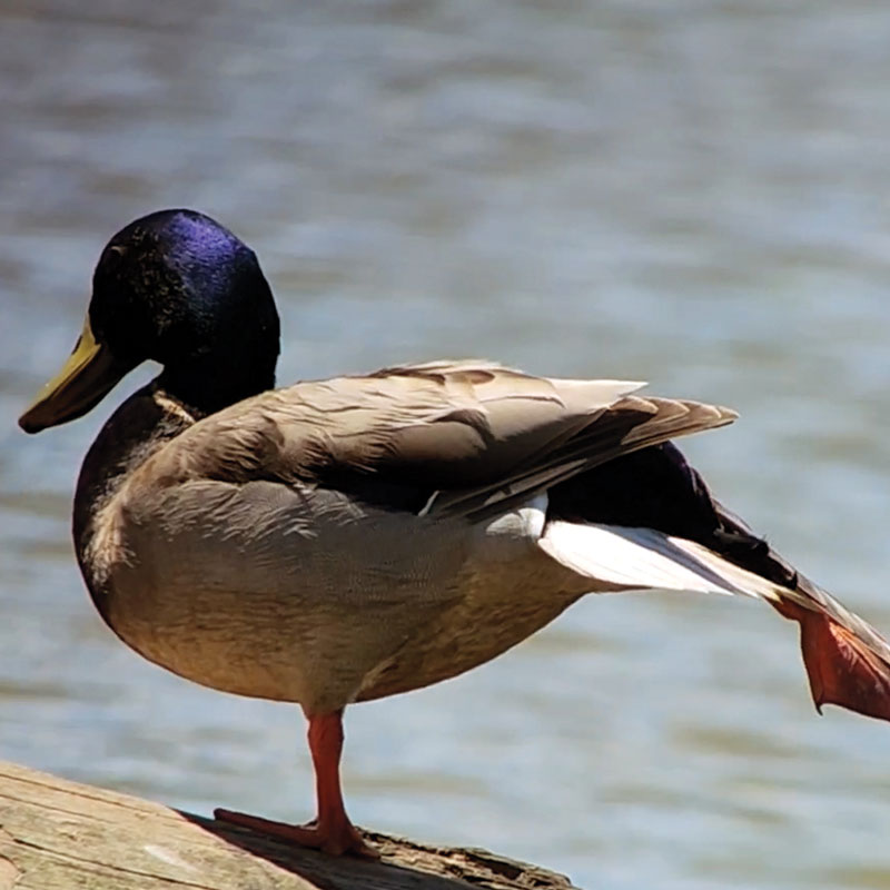 mallard duck photo taken using magview digiscoping adaptor